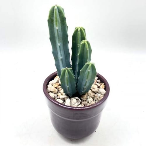 Cactus En Pot Mauve Cactus En Pot Mauve